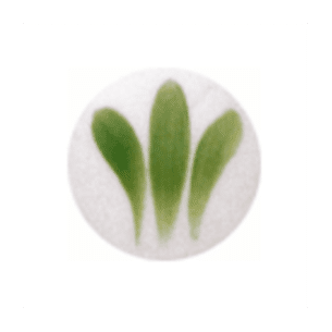 SP 2102 Verde 800ºC - 6 grs