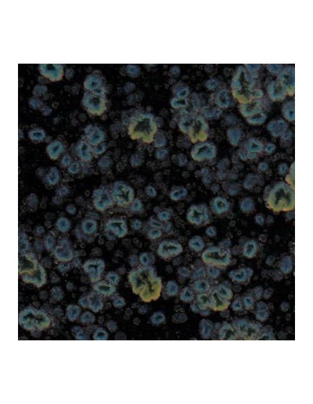 Esmalte Mayco Jungle Gems CG-786 Obsidian 118 ml.