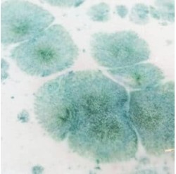 Cristales